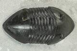 Inflated Isotelus Trilobite - Walcott-Rust Quarry, NY #231918-4